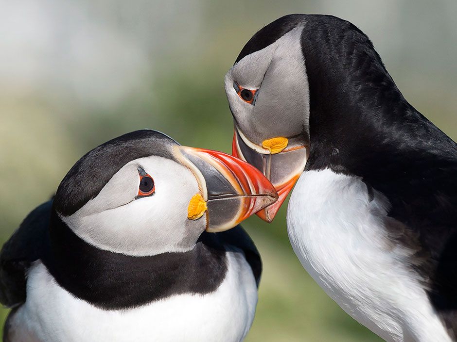 Where to See Puffins in Maine: Your Guide to the Best Places