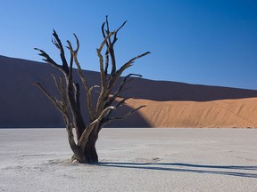 A dead camel thorn tree in the Namibian desert