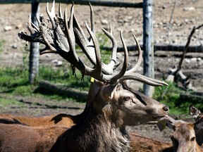 A buck deer with a full head of antlers