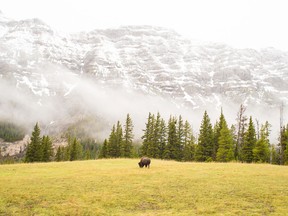 Yellowstone National Park, a 900,000-hectare park that lies almost entirely in Wyoming, was the world's first national park.