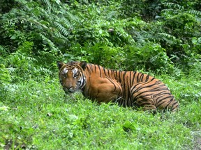 A file picture taken on December 21, 2014 shows a royal bengal tiger pausing in a jungle clearing in Kaziranga National Park, some 280km east of Guwahati.   India is planning more tiger reserves across the country, bolstered by a recent survey that shows the big cats' numbers are growing, an official said April 22, 2015.
