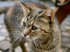 Officers in Truro, Nova Scotia are urging people to report their missing animals in the wake of a rash of reports of missing pets. As of Wednesday afternoon, there were 18 missing cats and dogs reported to police.