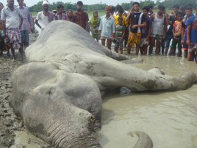 An elephant thought to have travelled at least 1,700 kilometres from India into Bangladesh after becoming separated from its herd by floods died on August 16 despite last-ditch efforts to save him. The distressed animal was tranquillised three times in sometimes dramatic bids to try to transport him to a safari park in Bangladesh.