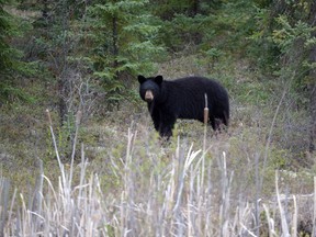 A female black bear has been killed after it attacked and seriously wounded a 10-year-old girl walking a trail in a community east of Vancouver.