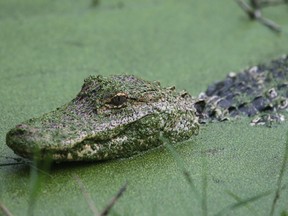 In this Saturday, Aug. 6, 2016, photo, an alligator, estimated to be about 3-years-old, hunts a softshell turtle at Gator Lake in St. Andrews State Park to the delight of onlookers in Panama City Beach, Fla.