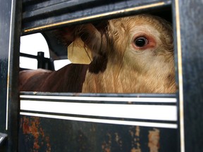 A cow rides in the back of a trailer as the ASPCA begins transporting 900 of the abused animals from a farm in Westport, Mass., on Tuesday, Aug. 2, 2016