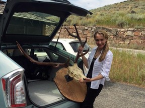 Anita Thompson pulls trophy antlers out of her car trunk while returning them to the former home of writer Ernest Hemingway Aug. 5, 2016, in Ketchum, Idaho.