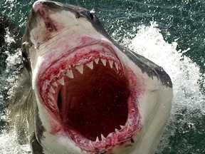 A 4.2 metre great white shark leaps from the sea at the appropriately named Dangerous Reef off the northeast coast of Australia, 15 December 2004.