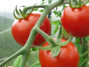 Harvest tomatoes as they ripen or pick the whole plant for hanging in the garage