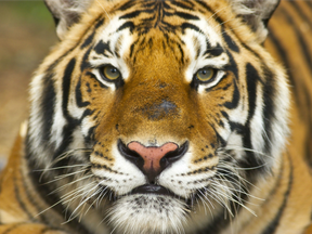 A file photo of a tiger not involved in the deadly incident at an English zoo.