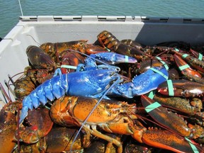 The odds of catching a blue lobster are an estimated one in two million.