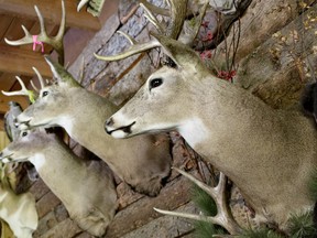 Police in Ontario are hunting for thieves who stole $1.5 million worth of antlers from a taxidermy shop.