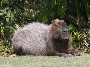 Memo to golfers: This guy has his eye on you.