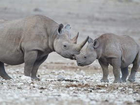 Zimbabwe has 800 of the world's 4,800 black rhinos, which are smaller and rarer than white rhinos.