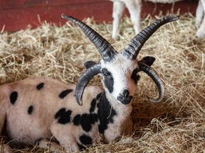 Jacob sheep is a rare breed with a body that resembles a goat and has four to six horns.