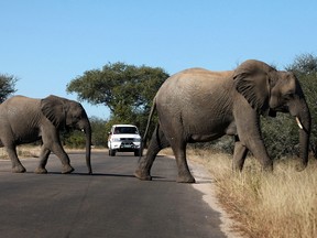 Elephants crossing the road at Kruger National Park, some 70 kms outside the city of Nelspruit, as tourists wait on the other side.  Kruger, one of the top safari destinations in Africa, has received massive herds of football fans as South Africa hosts the World Cup.