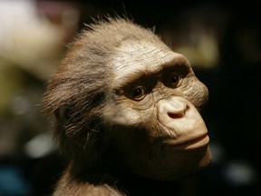 A artist's recreation of Australopithecus Lucy, one of the most famous possible human ancestors.