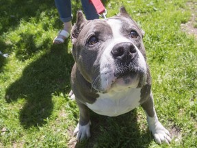 A pit bull named Athena goes for a walk at the SPCA, Tuesday, June 14, 2016 in Montreal.