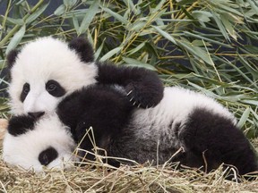 Five-month-old panda cubs Jia Panpan and Jia Yueyue play in an enclosure at the Toronto Zoo on March 7.