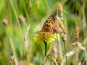 A newly emerged Oregon silverspot butterfly alights in a meadow atop Mount Hebo, Ore., Aug. 3, 2016.