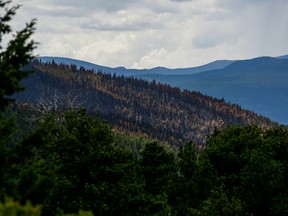 Charred trees outside Nederland, Colo., after a wildfire in burned 600 acres in July, on Aug. 9, 2016. Two transient men were charged with starting the blaze when a campfire was not fully extinguished.