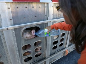 Animal rights activist Anita Krajnc gives water to a pig in a truck in June 2015.