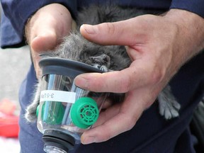 A home in B.C. suffered extensive smoke damage during a blaze Saturday morning. Firefighters used oxygen masks to treat a few kittens saved from the house.