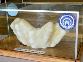 A giant pearl measuring 30cm wide , 67cm long and weighing 34kg is displayed in the lobby of the Puerto Princesa City Hall in Puerto Princesa city in southwestern Philippines.