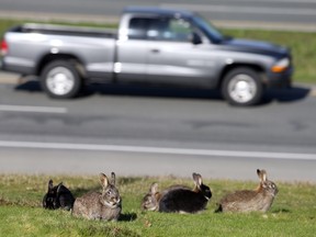 So many people abandon pet rabbits near the a median at Helmcken Road and the Trans-Canada Highway in Victoria officials are putting up cameras to catch the offenders.