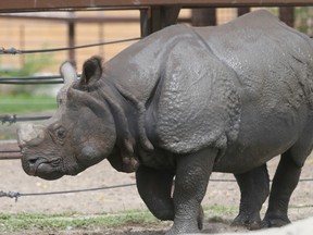 A rhinoceros living at the Calgary Zoo.