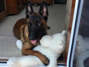 Rylee, a 10-month-old Belgian Malois, bound from the trees when he saw his owners lie down with his toys.