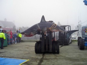 Hundreds of fishermen in the province will soon be taking part in annual shark derbies - the only contests of their kind in Canada. A 3.3m, 492kg mako shark is seen after it was caught at the 2004 Yarmouth shark derby in an undated handout photo.