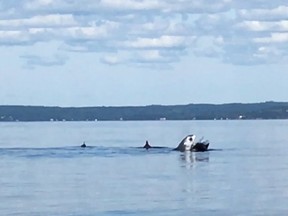 A shark attacks a pod of porpoises in St. Margarets Bay, N.S. in this undated handout screen capture
