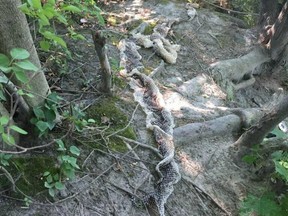 On Saturday, evidence of the large snake, nicknamed "Wessie," appeared again. This time, it took the form of a giant snake skin, discarded near the boat launch by the Presumpscot River.
Police bagged the skin, a sample of which will be examined to determine the snake's species.