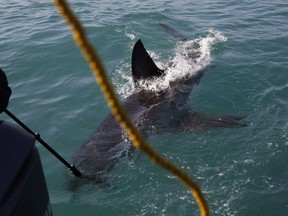 In this Aug. 11, 2016, photo, a great white shark swims past researchers as they chum the ocean looking for sharks in the waters off Gansbaai, South Africa. Extensive research by shark expert Michael Rutzen and his marine biologist partner Sara Andreotti has found that great whites off the South African coast are rapidly heading for extinction. (AP Photo/Schalk van Zuydam)