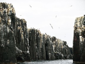 Birders flock to the Farne Islands, off the cost of Northumberland, England, to get a glimpse of about 23 species of seabirds.