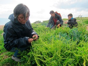 Fonthip Boonmak left, James Feaver, centre, and Boonmak's son Jimmy Harmer, right, gather edible sea beet leaves near southern England's Jurassic Coast.