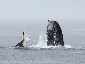 Killer whales and humpback whales are shown off Jordan River, B.C., 43 miles west of Victoria, B.C. in this recent handout image.
