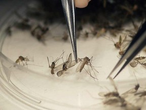 In this Feb. 11, 2016 file photo, Dallas County Mosquito Lab microbiologist Spencer Lockwood sorts mosquitos collected in a trap in Hutchins, Texas, that had been set up in Dallas County near the location of a confirmed Zika virus infection.