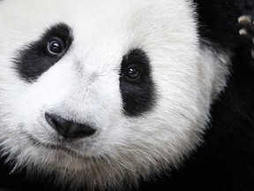 A file photo of a giant panda named Nuan Nuan is shown at the Giant Panda Conservation Center at the National Zoo in Kuala Lumpur, Malaysia