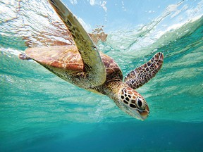 Turtles are frequently spotted near Lady Elliot Island, a short plane ride away from Hervey Bay or Bundaberg, Queensland.