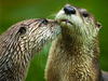 Doctors are warning about river otters attacking people. In the Canadian Medical Association Journal, they discuss the case of a Quebec woman who was attacked while swimming in the lake at her chalet last summer.