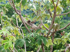 A sloth makes its way, slowly, through the trees.