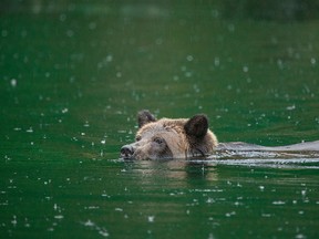 A B.C. grizzly photographed swimming in the territory of the Kitasoo/ Xai'xais First Nations.