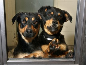 Dogs at the Calgary Humane Society peer out of a window in their cage in this file photo. People in the city, facing job losses and economic turmoil, are being forced to surrender their pets.