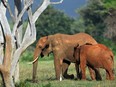 The 'largest wildlife census in history' has depressing results: elephant populations in sub-Saharan Africa have declined 30 per cent in recent years.