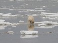 A polar bear walks across scattered ice on Hudson Bay. Much of the ice pack in the North is melting due to climate change.