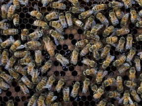 Agricultural bee deaths have been making headlines for years, but conservationists say we need to be just as concerned about wild bee populations.