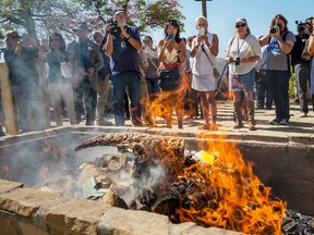 In this photo provided by the San Diego Zoo Safari Park, flames consume confiscated rhinoceros horn items in a fire pit at the Park in Escondido, Calif., Thursday, Sept. 8, 2016. Officials burned the items with an estimated black market value of $1 million in a symbolic gesture to show the United States is committed to ending illegal wildlife trafficking.