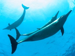 Dolphins alter the volume and pitch of pulsed clicks to form individual "words" which they string together into sentences in much the same way as humans speak.